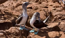 Female and Male Blue Footed Boobies