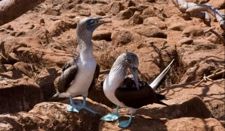 Female and Male Blue Footed Boobies