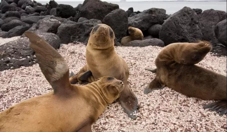(Lobos) Sea lion pups