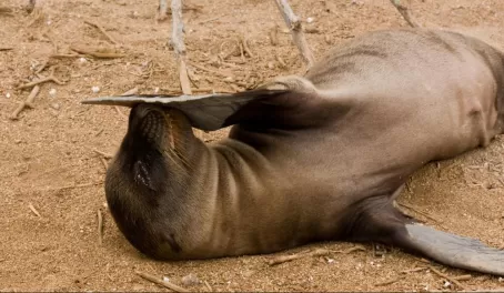 A sea lion scratches an itch on Lobos Island