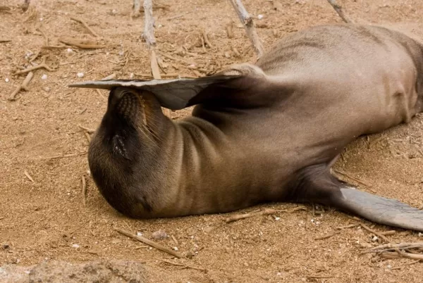A sea lion scratches an itch on Lobos Island