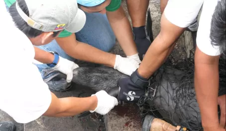 (San Cristobal) Breach birth - pup was not alive