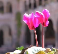 The Convent