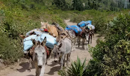Our donkey team