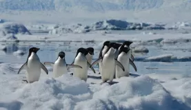 group of penguins at fish island