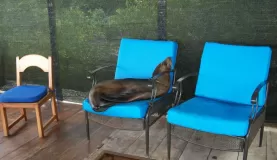 A seal naps on the deck of Adventura Lodge