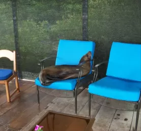 A seal naps on the deck of Adventura Lodge