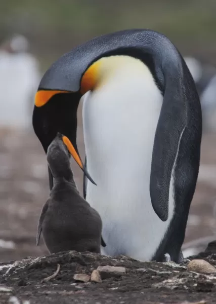 King Penguin feeding baby