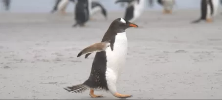 penguin walking on beach