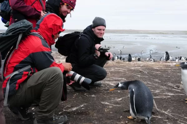 penguins getting friendly with the camera