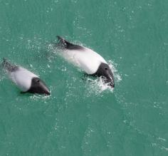 Commersons Dolphin