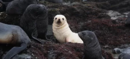 Blondie (Leucistic) Southern Fur Seal and Friends
