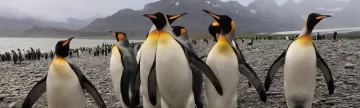 King penguins South Georgia, Salisbury Plain