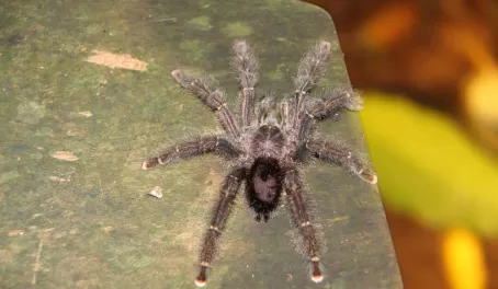 Tarantula outside our cabin at Sacha Lodge