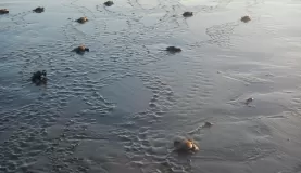 a long way to the water for little turtles