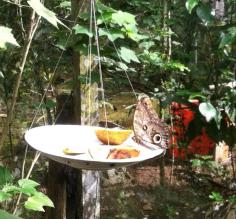 The butterlies and moths are huge
