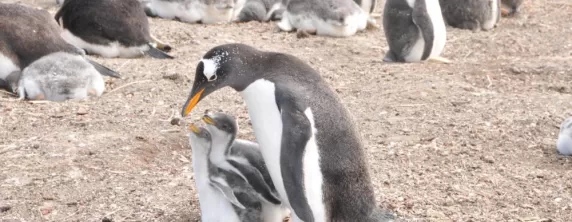 Gentoo Penguin with two babies on Sea Lion Island