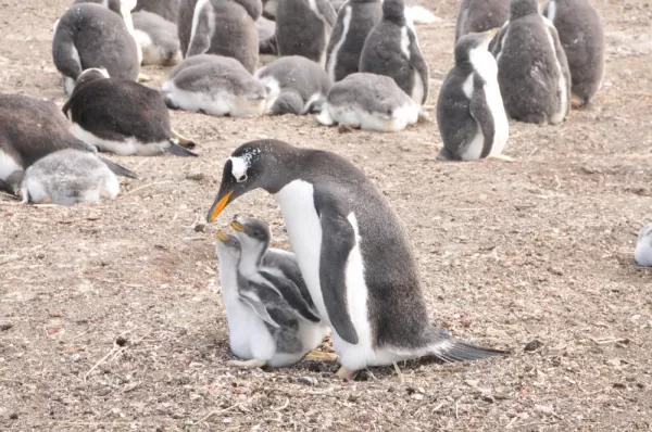 Gentoo Penguin with two babies on Sea Lion Island