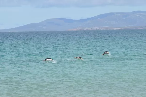 Gentoos in the water on a beautiful day at Saunders Island