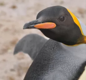 A curious King Penguin in the Falklands