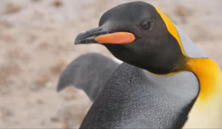 A curious King Penguin in the Falklands