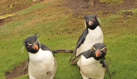 Rockhopper Penguins on Saunders Island