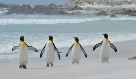 King penguins at Volunteer Point on East Falkland Island