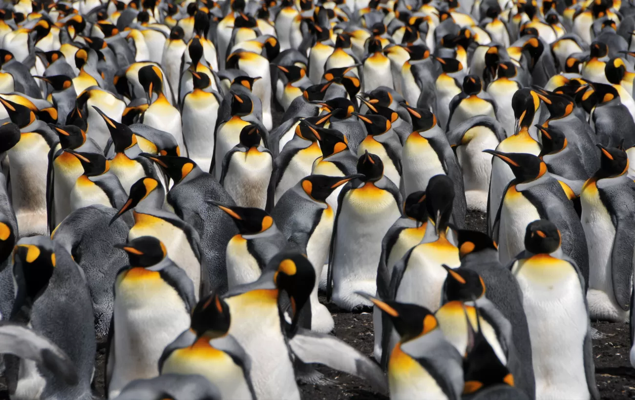 King Penguin colony on Volunteer Point, East Falkland Island