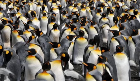 King Penguin colony on Volunteer Point, East Falkland Island