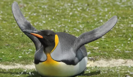 Trying to Fly? King Penguin in the Falkland Islands