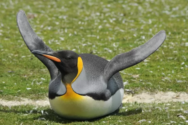 Trying to Fly? King Penguin in the Falkland Islands