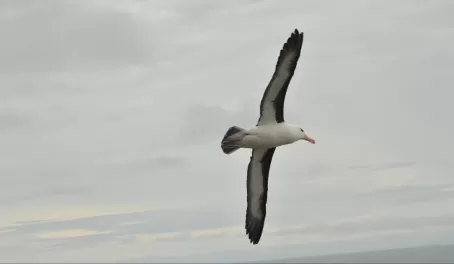 An albatross on the wing over the Falkland Islands