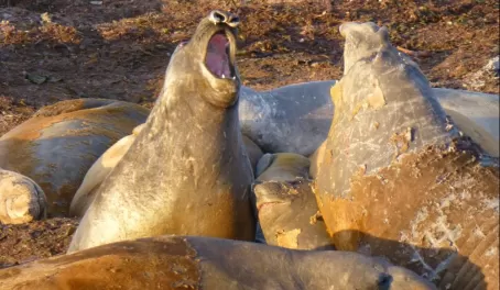 Molting male elephant seals in the Falkland Islands 
