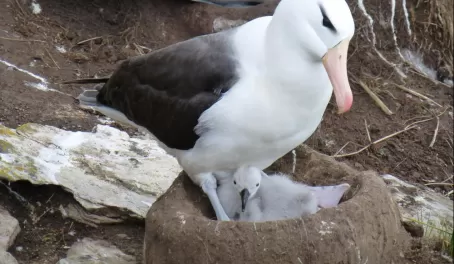 Black-browed albatross with a chick