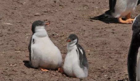 I call the Gentoo baby on the left "Tubby"