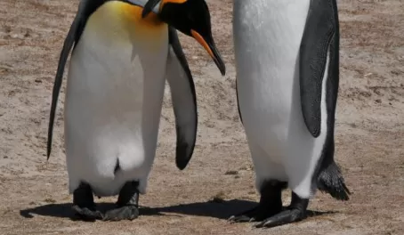 A King Penguin hug?
