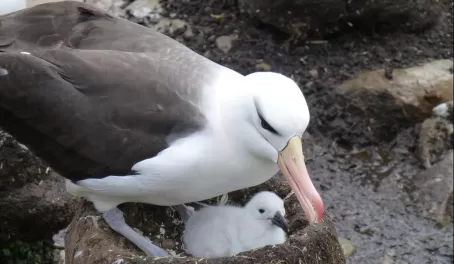 Another Albatross with her baby