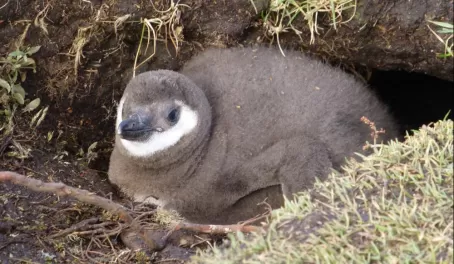 A baby (but getting big) Megellanic penguin