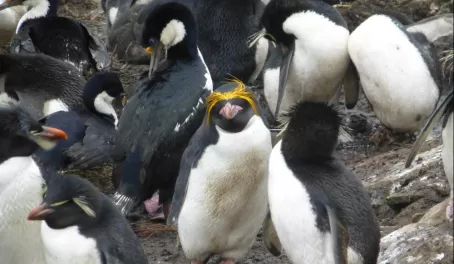 A lone Macaroni Penguin among the Rockhoppers and Imperial Comorants