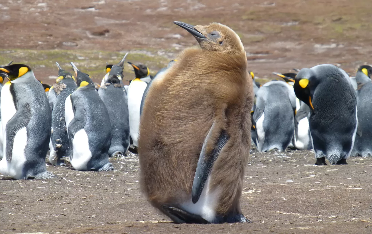 An adolescent King Penguin in the Falklands