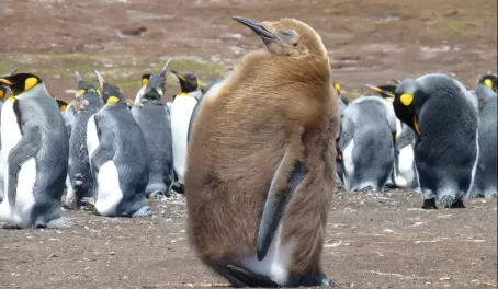 An adolescent King Penguin in the Falklands