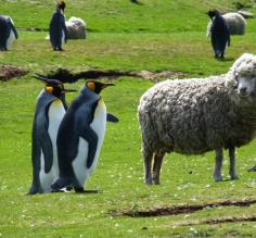 Wild King Penguins and domestic sheep coexist in the Falkland Islands