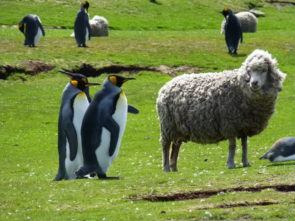 Wild King Penguins and domestic sheep coexist in the Falkland Islands 