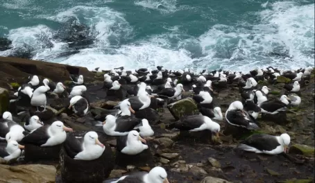 Nesting Black-Browed Albatross on the Falkland Islands