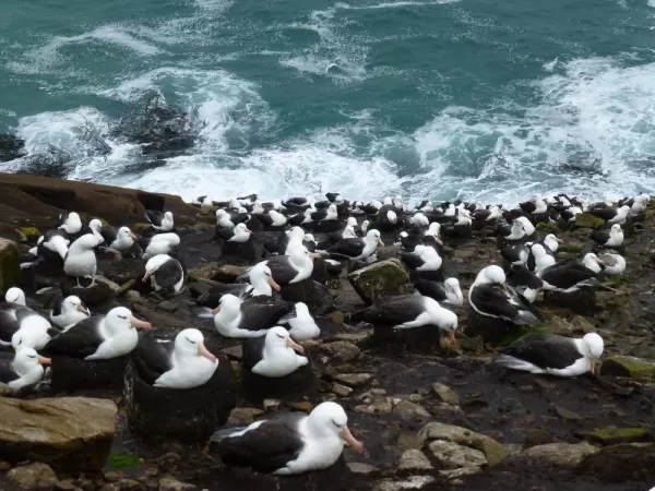 Nesting Black-Browed Albatross on the Falkland Islands
