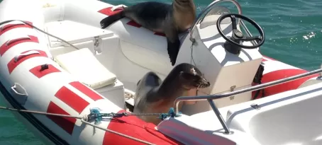 Hitchhikers on Santa Cruz Island, Galapagos