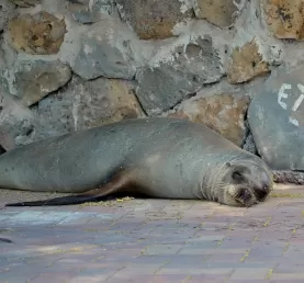 Sea Lion napping in the Galapagos