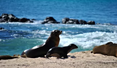mom and baby sea lion
