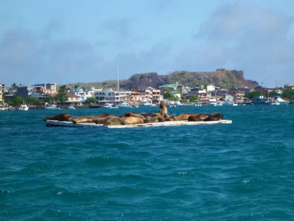 floating platform of sea lions