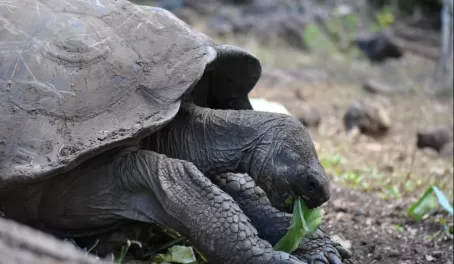 tortoise munching on leaves